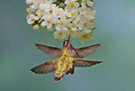 dottie dillard photography