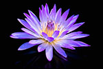 dottie dillard photography