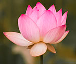 dottie dillard photography